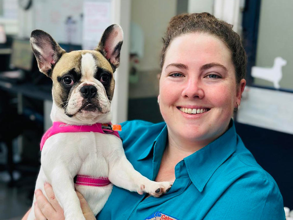 smiling veterinary team member holding a curious frenchie dog wearing a pink harness
