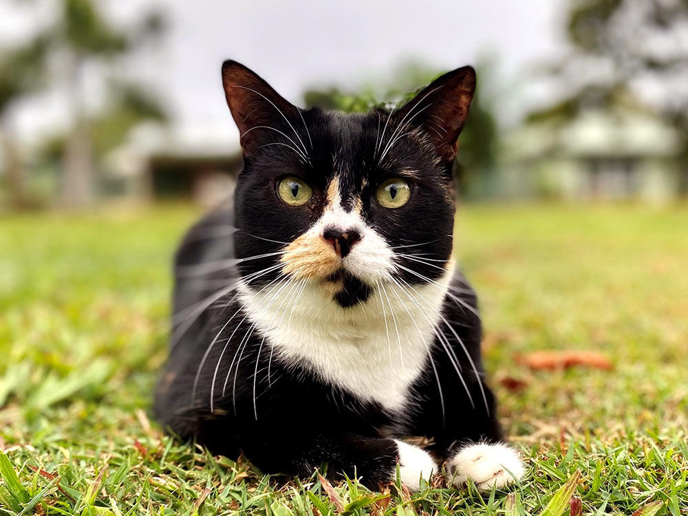 black and white cat resting in some grass in the backyard