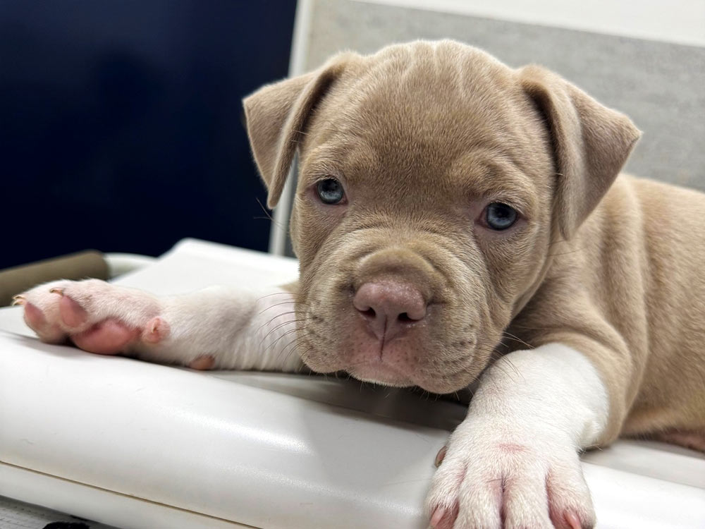 small-brown-puppy-1000x750-1