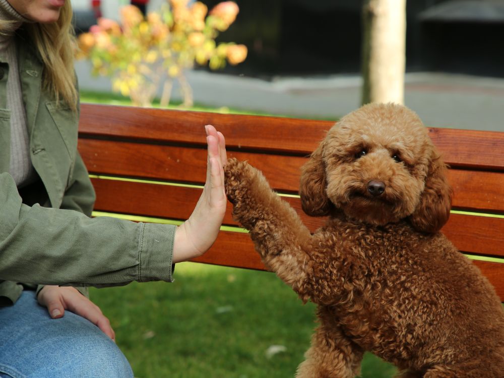 A person is giving a high five to their dog on a park bench