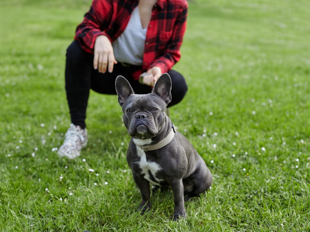 A person kneeling on the grass with a french bulldog
