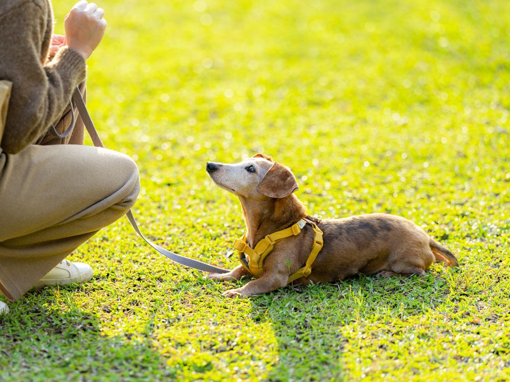 A person kneeling on the grass with their dog