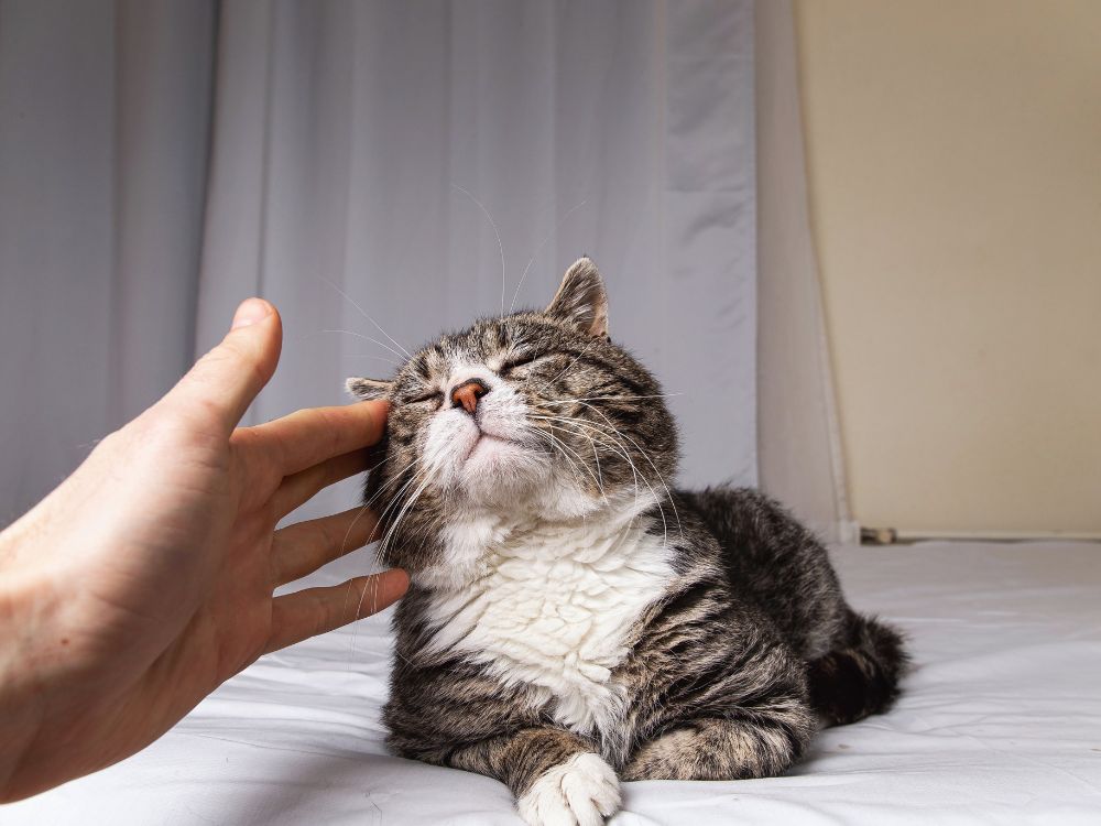A person petting a cat on a bed