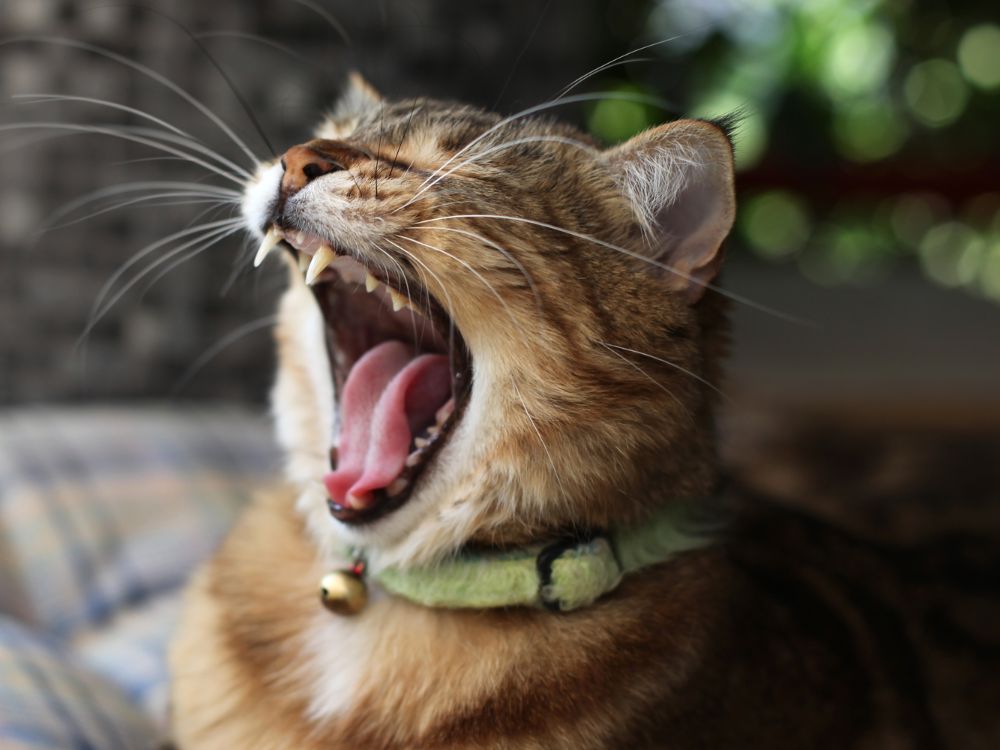 a cat yawning with its mouth open