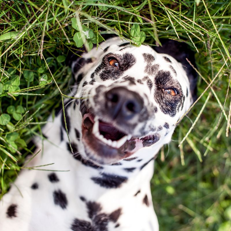 a dalmatian dog laying in the grass