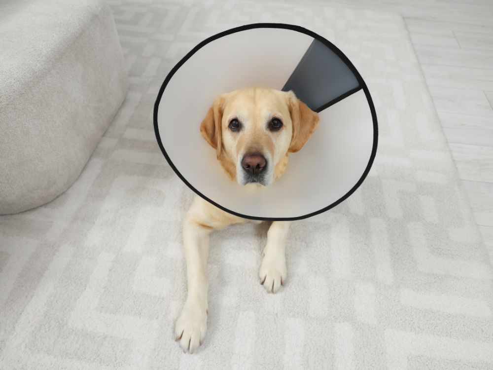 a dog wearing a cone
