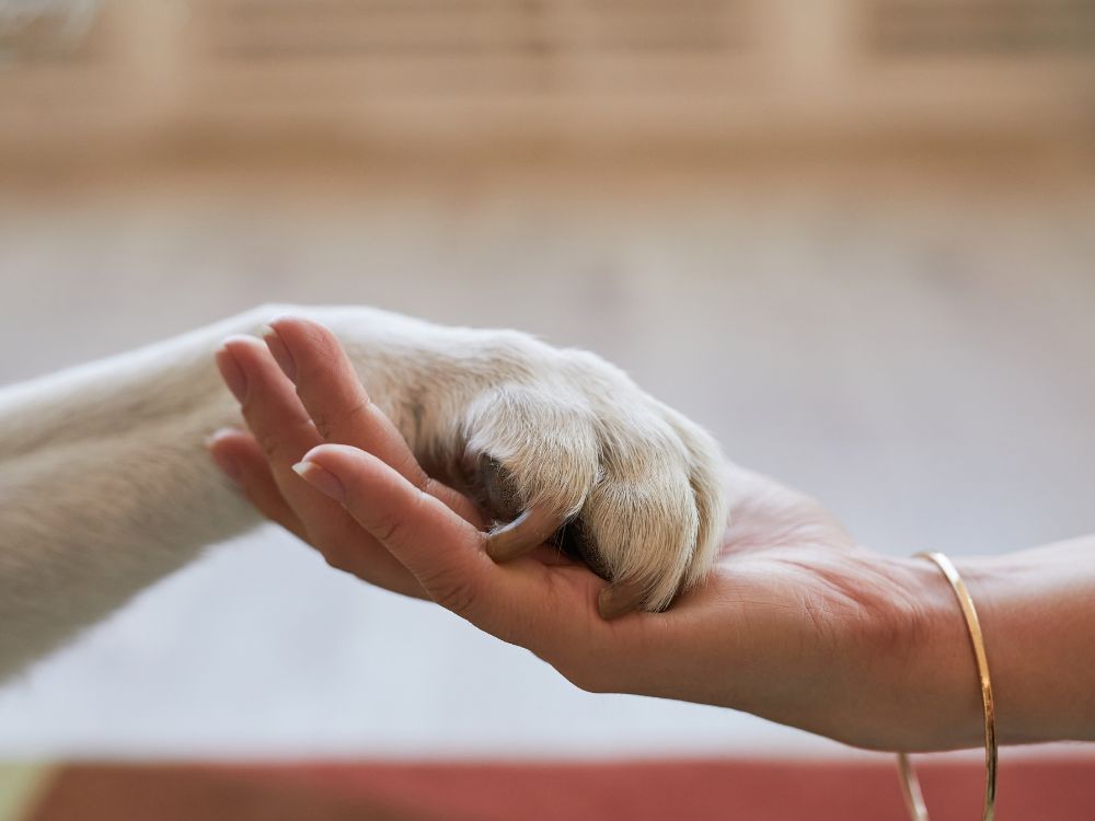 a person holding the paw of a dog