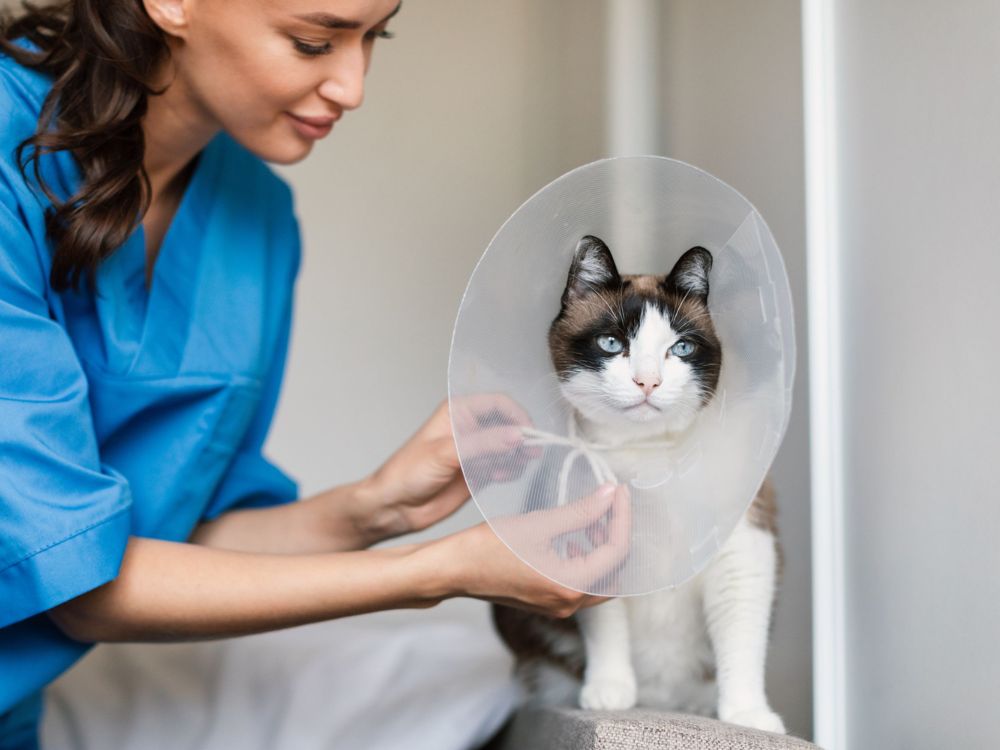 a person wearing a cone around their cat's neck