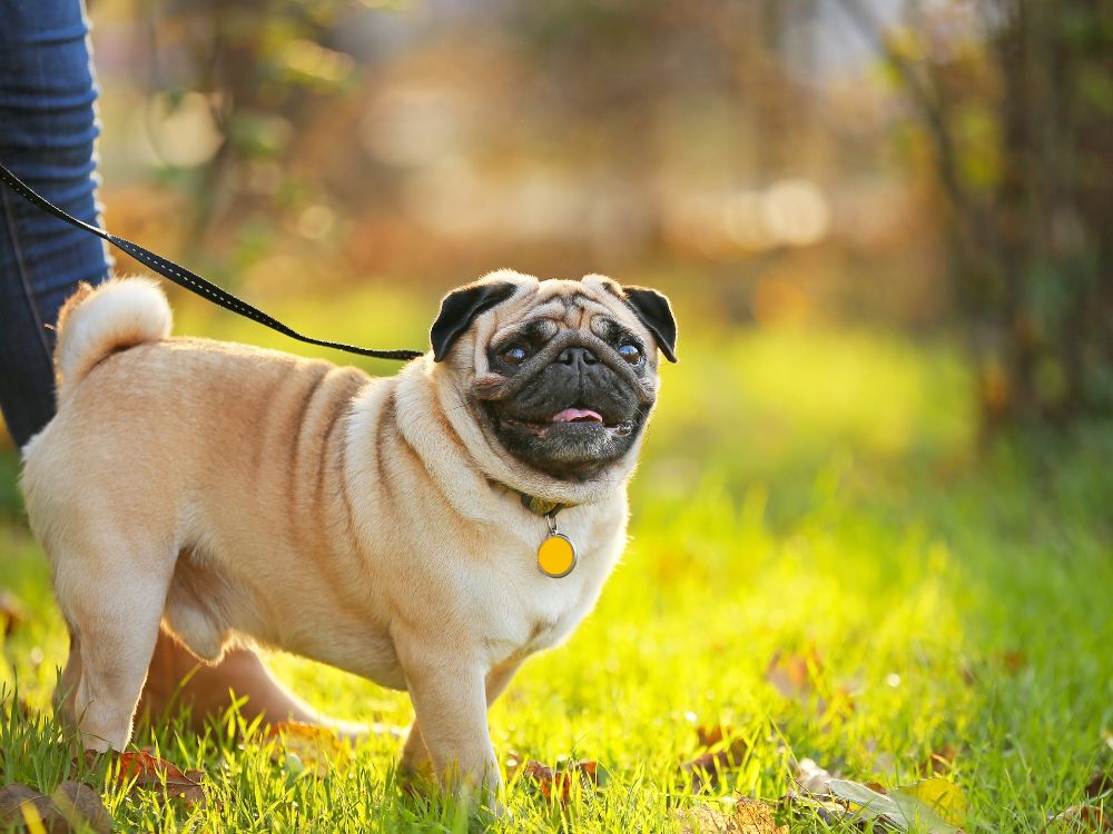 a pug dog is standing in the grass on a leash