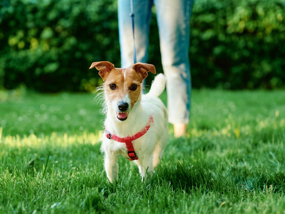 a small dog on a leash in the grass