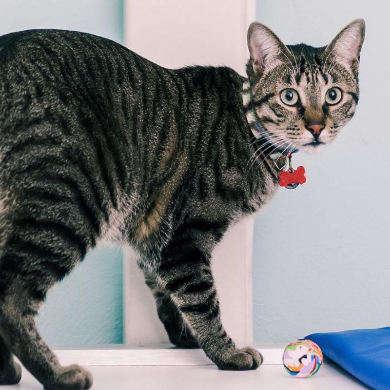 a tabby cat standing on top of a table