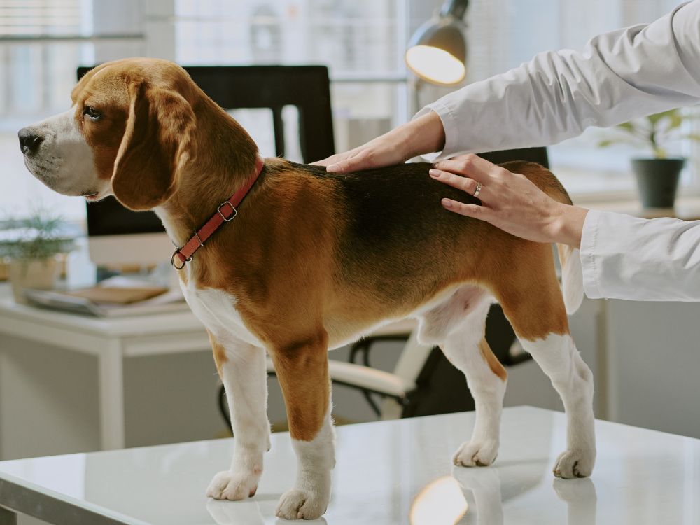 a vet examining a beagle dog in an office