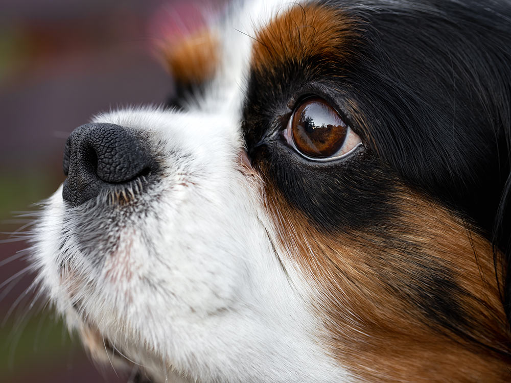 closeup of cavalier king charles spaniel eyes