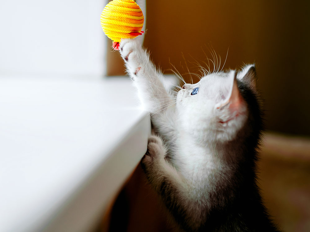 closeup of a small light gray kitten playing with an orange and yellow ball toy on a string at home