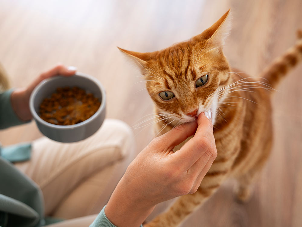 orange cat being fed kibble by owner