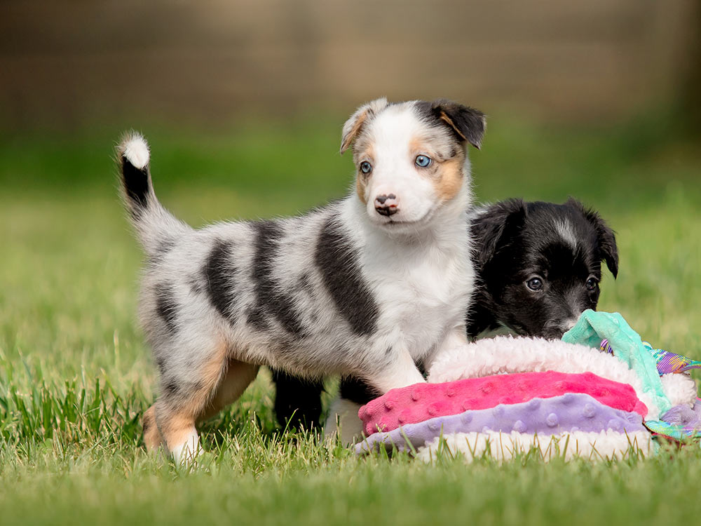 Puppies playing with toys in green grassy yard