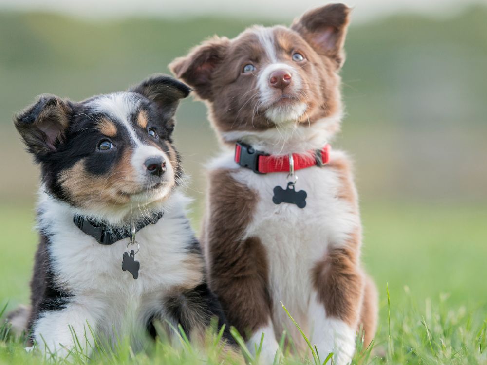 two puppies sitting in the grass