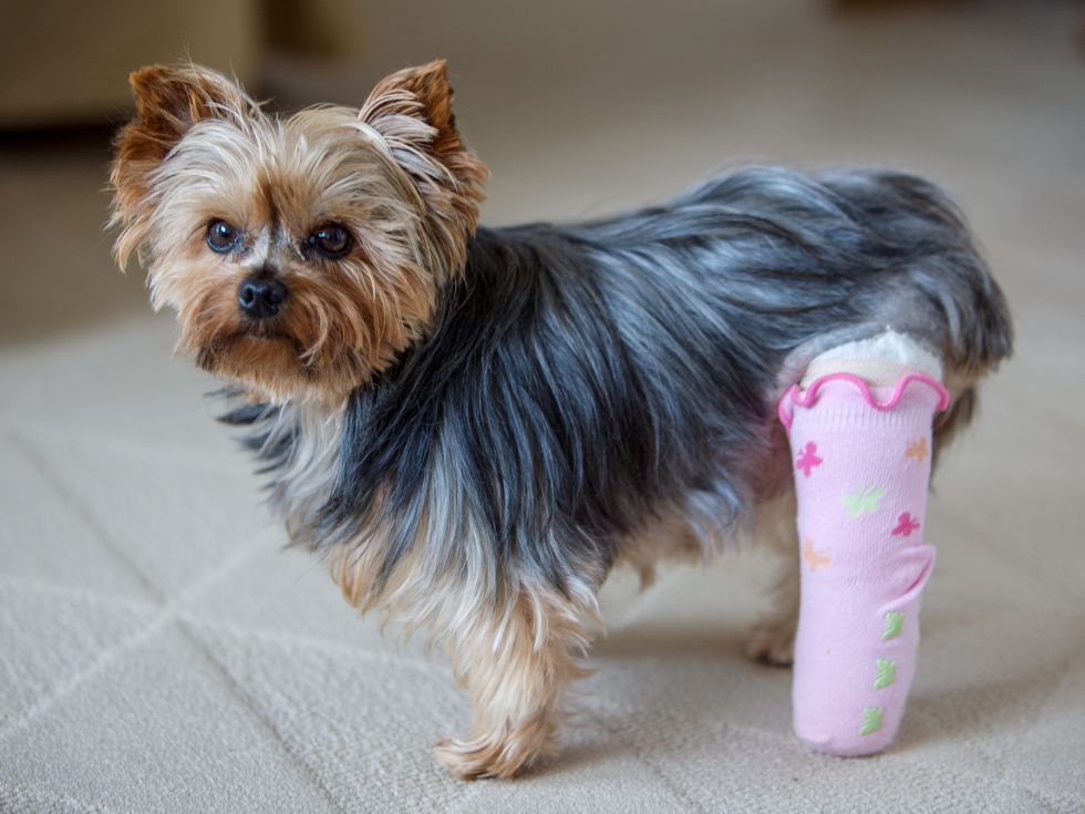 A Yorkshire Terrier dog stands on a carpeted floor