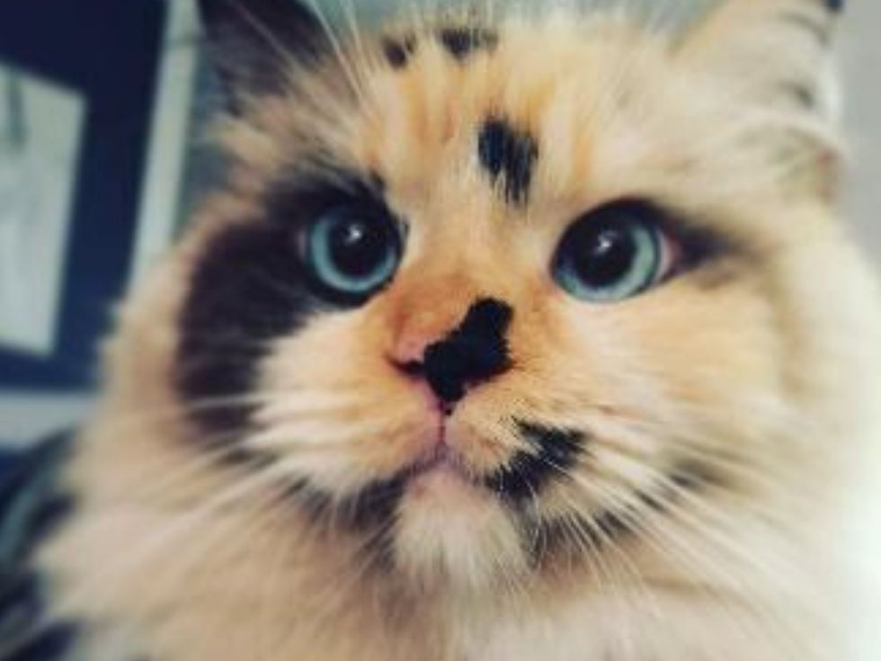 A close-up of a fluffy calico cat with striking blue