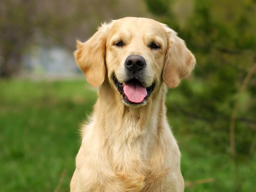 A golden retriever dog with its tongue out, looking directly