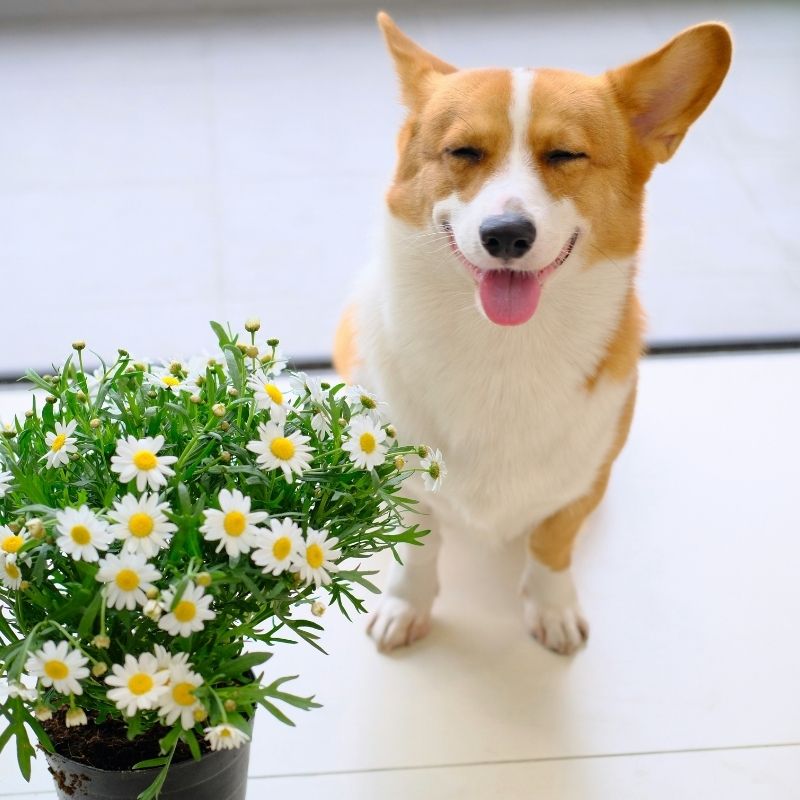 Happy corgi, potted daisies.