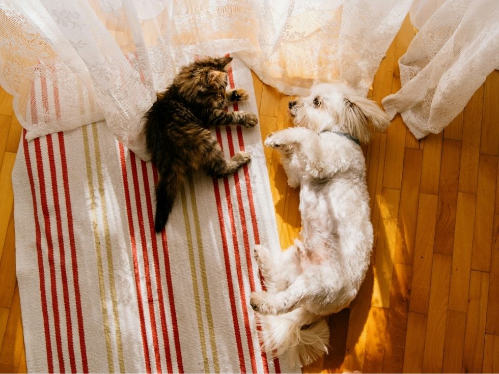 A fluffy orange cat wears a clear plastic cone around its neck.