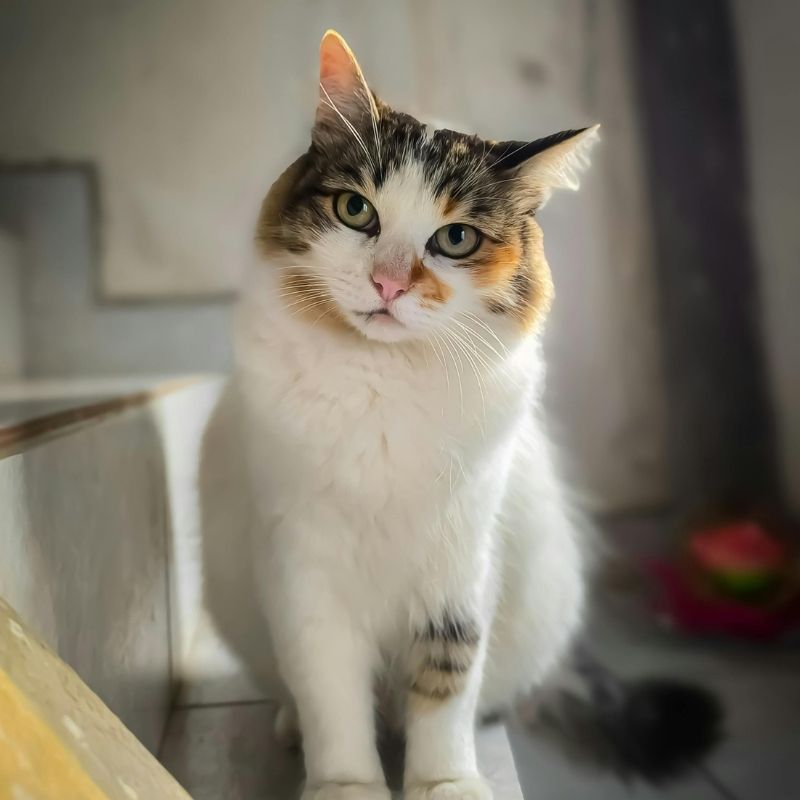 White calico cat with green eyes